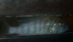 cyclides  gratis, Vis, Zoetwatervis
