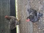 2 cochinkriel haantjes, Dieren en Toebehoren, Pluimvee