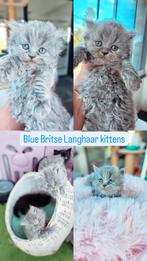 Britse Langhaar kittens met stamboom, Meerdere dieren, 0 tot 2 jaar, Gechipt