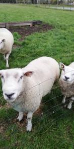 schapen, Maart, Mannelijk