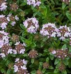Bonenkruid, Tuin en Terras, Ophalen, Bodembedekkers, Volle zon, Vaste plant