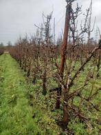 Brandhout, Tuin en Terras, Ophalen