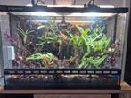 Paludarium met bewoners, Dieren en Toebehoren, Reptielen en Amfibieën | Toebehoren, Ophalen of Verzenden, Zo goed als nieuw
