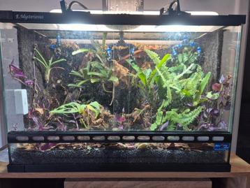 Paludarium met bewoners  beschikbaar voor biedingen