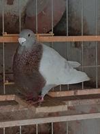 Gorguero, Dieren en Toebehoren, Vogels | Duiven, Meerdere dieren, Kropper