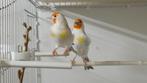chardonneret major pastel double port brun pastel et eumo p, Dieren en Toebehoren, Vogels | Kanaries, Mannelijk