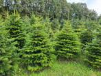 Kerstbomen, Tuin en Terras, Ophalen