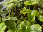 Te koop: Aardbeienplanten – €0,50 per stuk, Tuin en Terras, Planten | Tuinplanten, Vaste plant, Ophalen of Verzenden, Halfschaduw