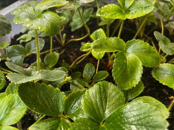 Te koop: Aardbeienplanten – €0,50 per stuk beschikbaar voor biedingen