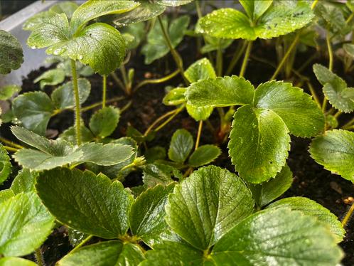 Te koop: Aardbeienplanten – €0,50 per stuk, Tuin en Terras, Planten | Tuinplanten, Vaste plant, Fruitplanten, Halfschaduw, Zomer