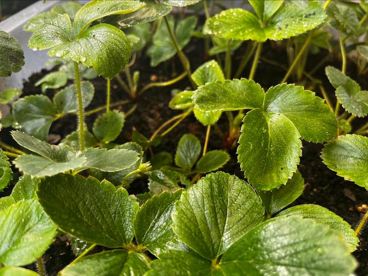 Te koop: Aardbeienplanten – €0,50 per stuk, Tuin en Terras, Planten | Tuinplanten, Vaste plant, Fruitplanten, Halfschaduw, Zomer
