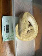 Man lesser clown het albino 785 gram, Dieren en Toebehoren