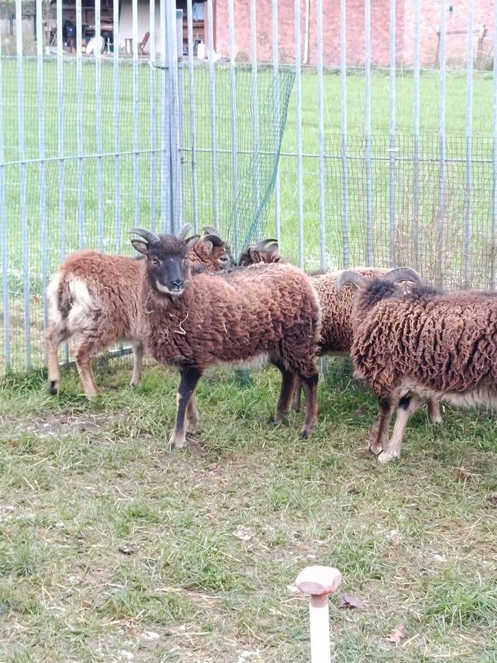 Mooie soay schapen ( ooien ), Dieren en Toebehoren, Schapen, Geiten en Varkens