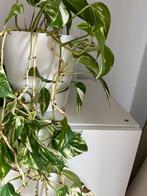 Epipremnum +2m lang, Maison & Meubles, Plantes d'intérieur, En pot, Plante verte, 200 cm ou plus, Enlèvement