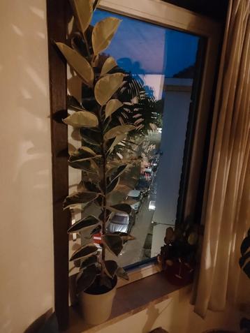 Lange ongedefinieerde plant te koop beschikbaar voor biedingen