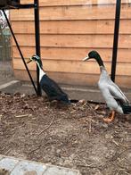 Indische loopeenden, Plusieurs animaux, Canard