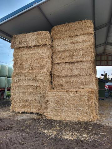 Voordroog hooi en tarwe stro te koop  beschikbaar voor biedingen