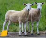 Wij komen schapen en alpaca's scheren