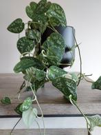 Kamerplant + buitenpot, Ophalen