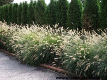 Pennisetum hameln of Lampenpoetsersgras beschikbaar voor biedingen