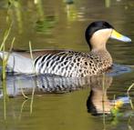Versicolortaling/siereend, Meerdere dieren, Eend