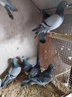 Jeunes pigeons