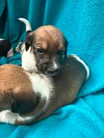 Piebald dwergteckel pups, Dieren en Toebehoren, Honden | Teckels en Dashonden, België, CDV (hondenziekte), 8 tot 15 weken, Korthaar