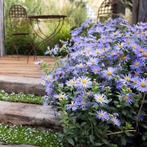 Aster frikartii monch, Tuin en Terras, Ophalen