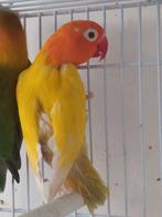 10po pale fallow, Animaux & Accessoires, Enlèvement