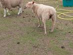 Mooie rouge ooi, Dieren en Toebehoren, Schapen, Geiten en Varkens