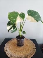 Monstera ivory, Huis en Inrichting, Kamerplanten, Ophalen of Verzenden