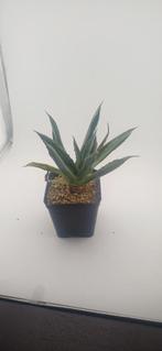 Agave potatorum 'Cubic', Vetplant, Ophalen of Verzenden, Minder dan 100 cm, Volle zon