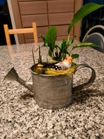 Kamerplant in gieter, Huis en Inrichting, Kamerplanten, Ophalen