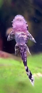 Wegens stopzetting, laatste verkoop van vissen en garnalen., Dieren en Toebehoren