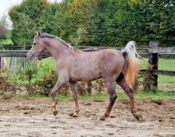 Superbe hongre pur-sang arabe de 2,5 ans, de grande taille