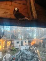 Mooie en gezonde duiven, Dieren en Toebehoren