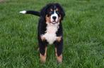 Berner Sennen pups te koop, Dieren en Toebehoren, 15 weken tot 1 jaar, Reu, Sennenhond, Buitenland