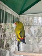 BERGPARKIET MAN MET OF ZONDER KOOI NU 75 EURO, Plusieurs animaux, Perruche