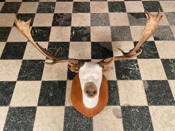 Corne de cerf + plâtre beschikbaar voor biedingen