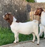 Agneaux Boergoat Boerbok, Mâle, Chèvre, 0 à 2 ans