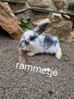 Raszuiverz NDH rammetjes, Dieren en Toebehoren, Konijnen, Mannelijk, Dwerg, Hangoor, 0 tot 2 jaar
