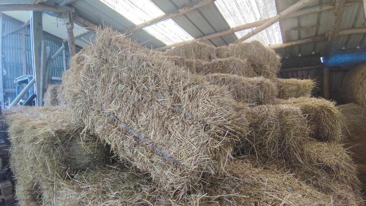 petits ballots de foin bio, Dieren en Toebehoren, Dierenvoeding, Ophalen