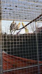 PARKIETEN, Dieren en Toebehoren, Meerdere dieren, Parkiet