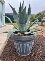 spaanse cactus, Tuin en Terras, Ophalen