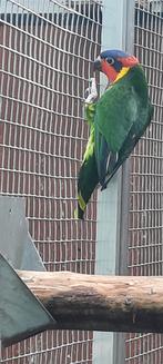 Ornaat lori, Dieren en Toebehoren