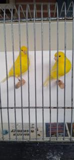Gele kanariemannen te koop., Dieren en Toebehoren, Vogels | Kanaries, Mannelijk, Kleurkanarie