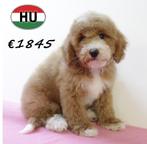 Superleuke Cockapoo pups te koop, Dieren en Toebehoren, 15 weken tot 1 jaar, Buitenland, CDV (hondenziekte), Meerdere