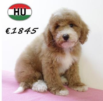 Superleuke Cockapoo pups te koop  beschikbaar voor biedingen