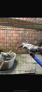 Gezocht lach duifjes doffers, Dieren en Toebehoren, Vogels | Parkieten en Papegaaien