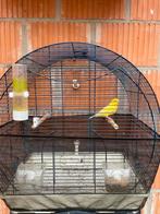 Vogelkooi + kanarie man, Dieren en Toebehoren, Vogels | Kanaries